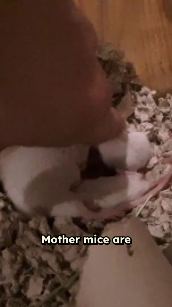 Devoted Care of Mother Mice