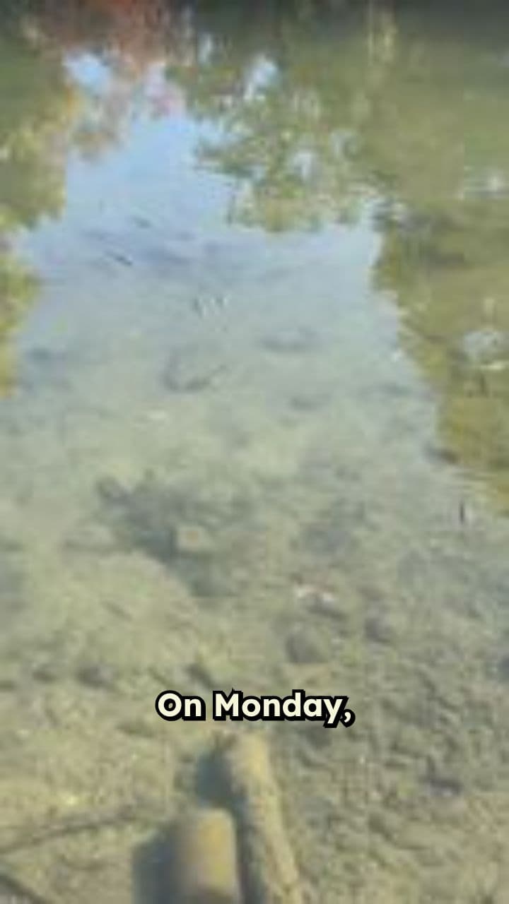 The Journey of a Tiny Tadpole