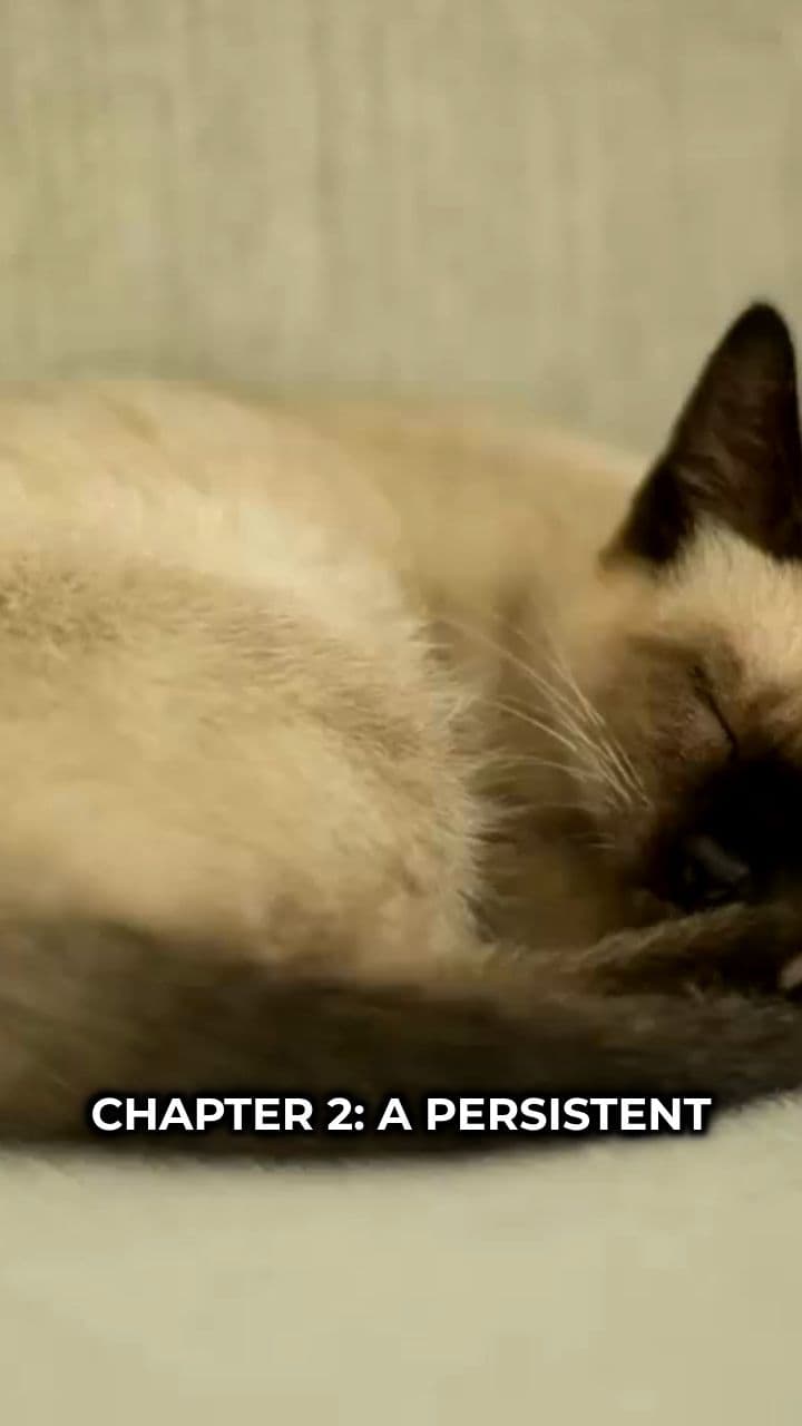 Reflections of Resilience