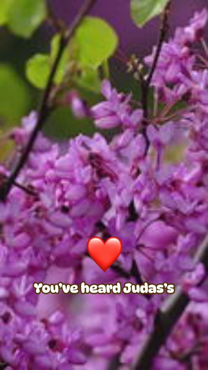 Grace Still Invites You Back