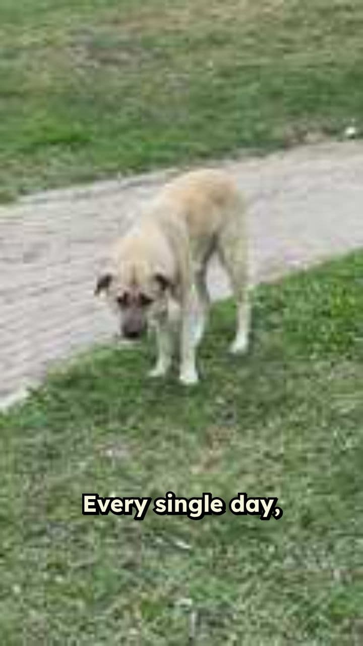 One Act of Compassion Saves a Dog