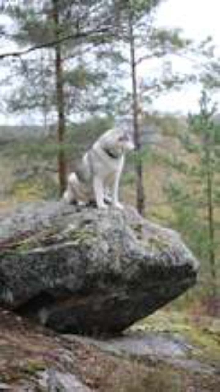 Big Bad Wolf's Fairy Tale