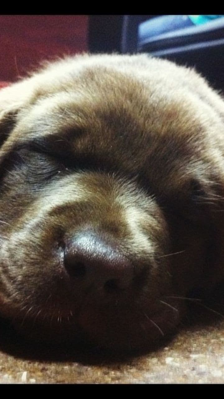 Our Lab’s Great Escape