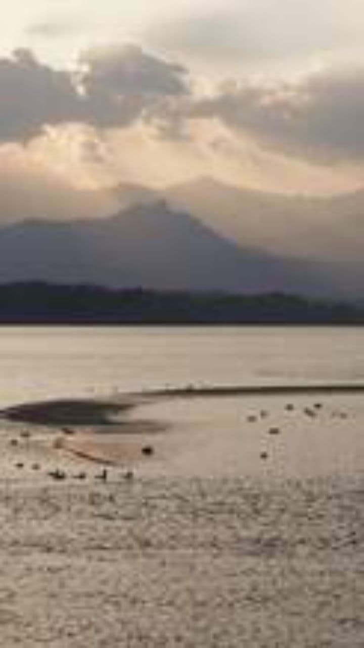 Dove's Eyes for You Alone