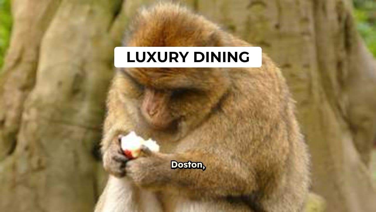 Chintu the Luxury Food Critic