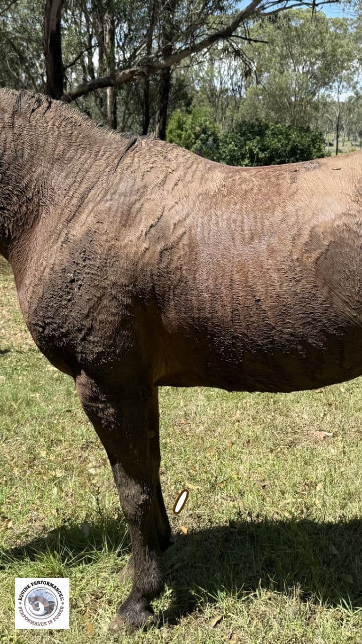 MagicBrush Shine: Let Your Horse Shine