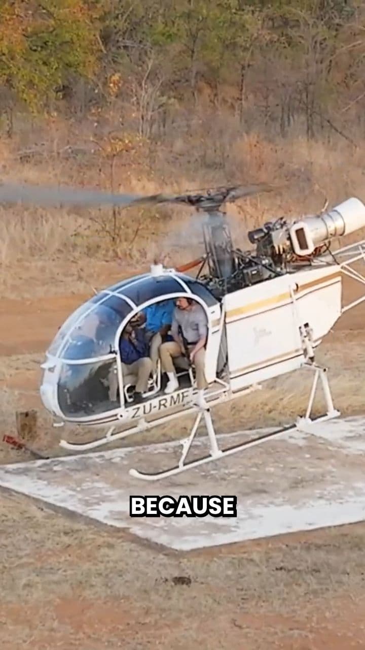 Vaccinating Giraffes From the Sky