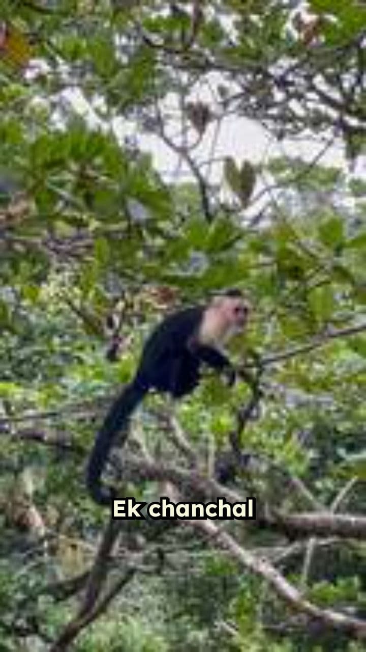 शरारती बंदर राजू का क्लोज़-अप