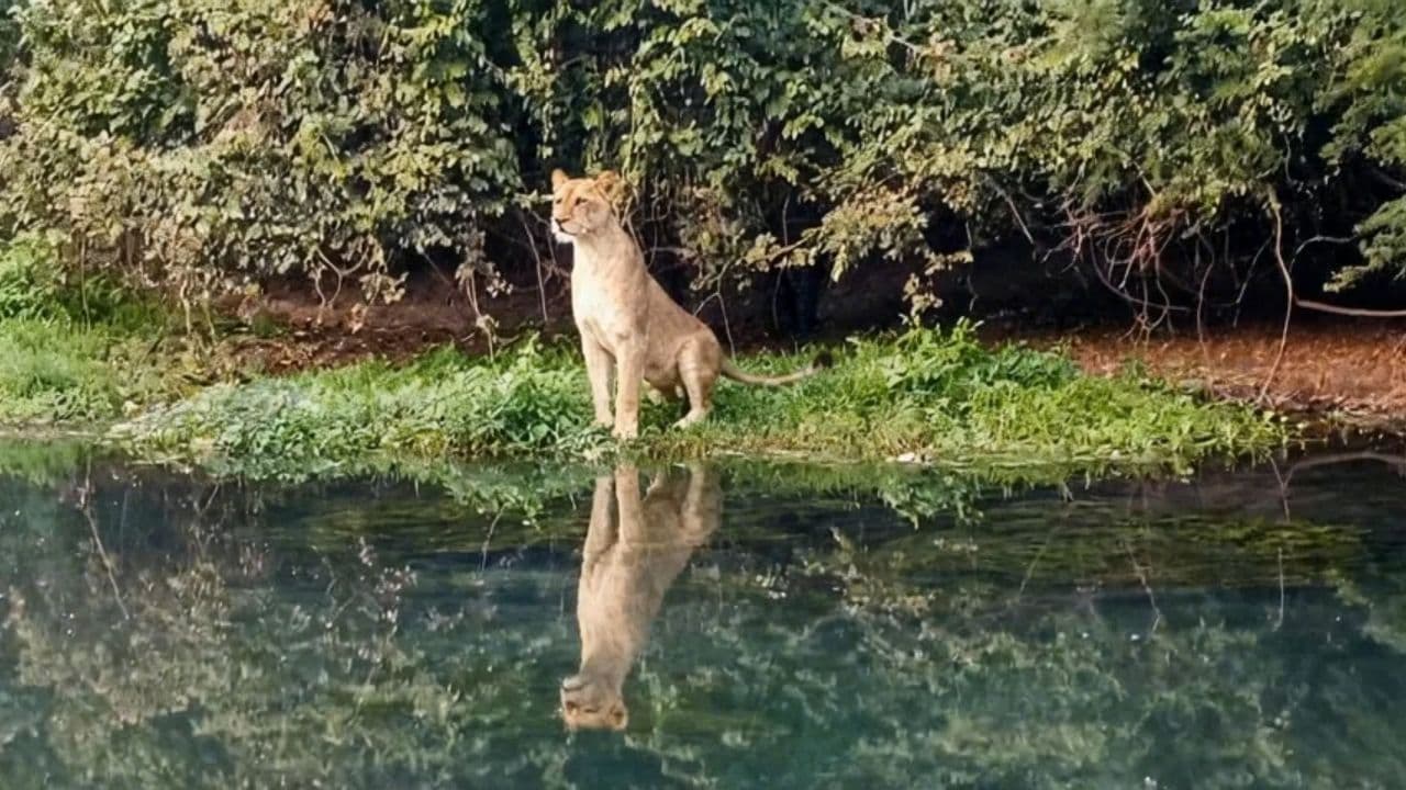 Image transform video