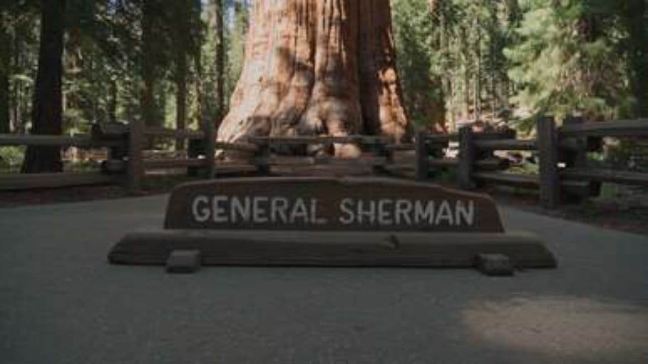 जनरल डायर का हुक्म