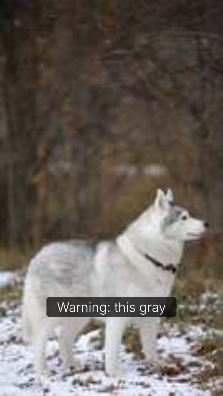 Stalked by a Gray Wolf