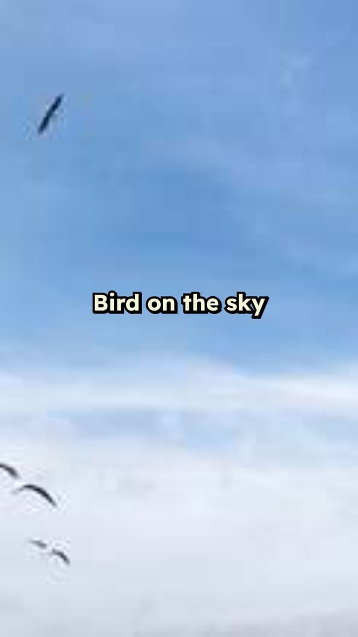 Bird in the Sky