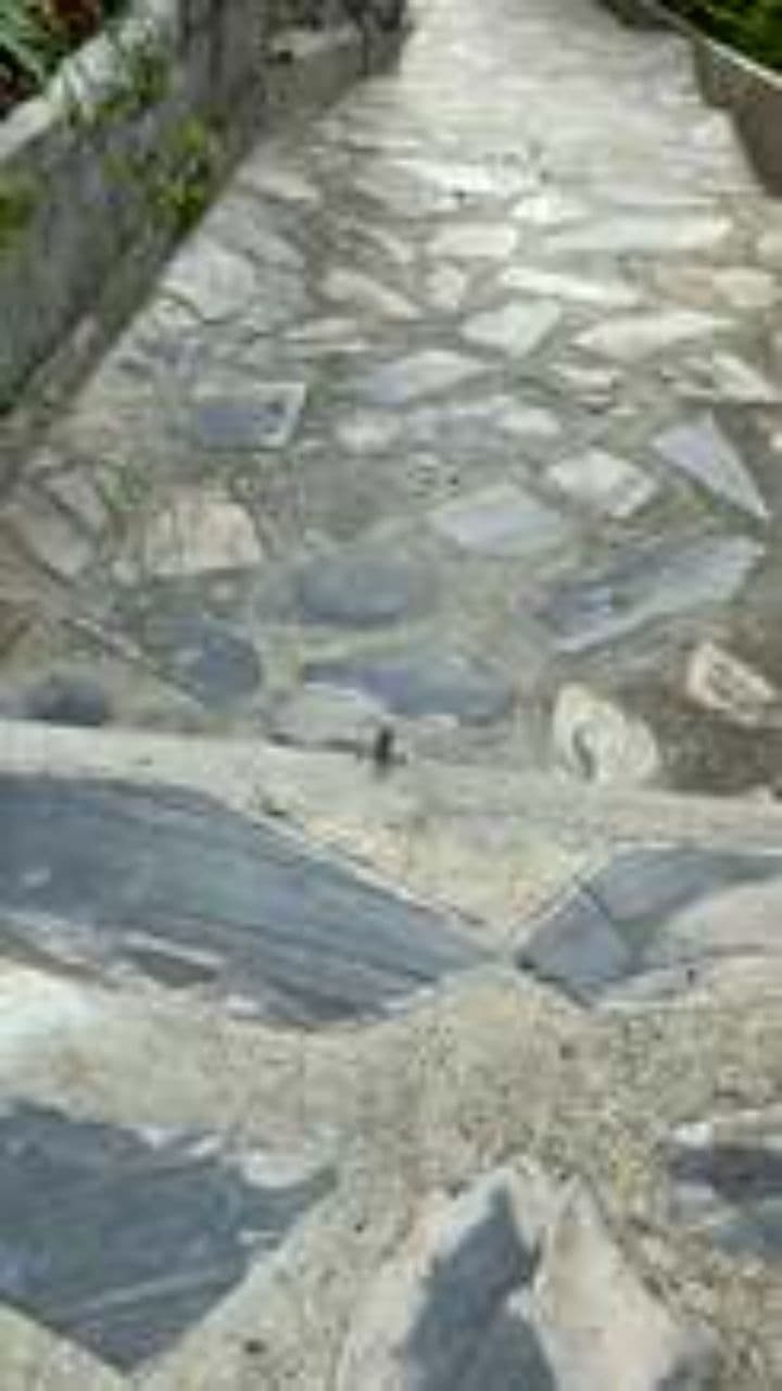 Swallowing a Lizard: What to Know