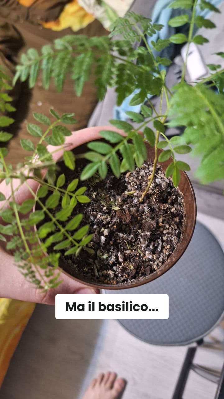 Ruslavinallo: La Saga del Basilico Quantico