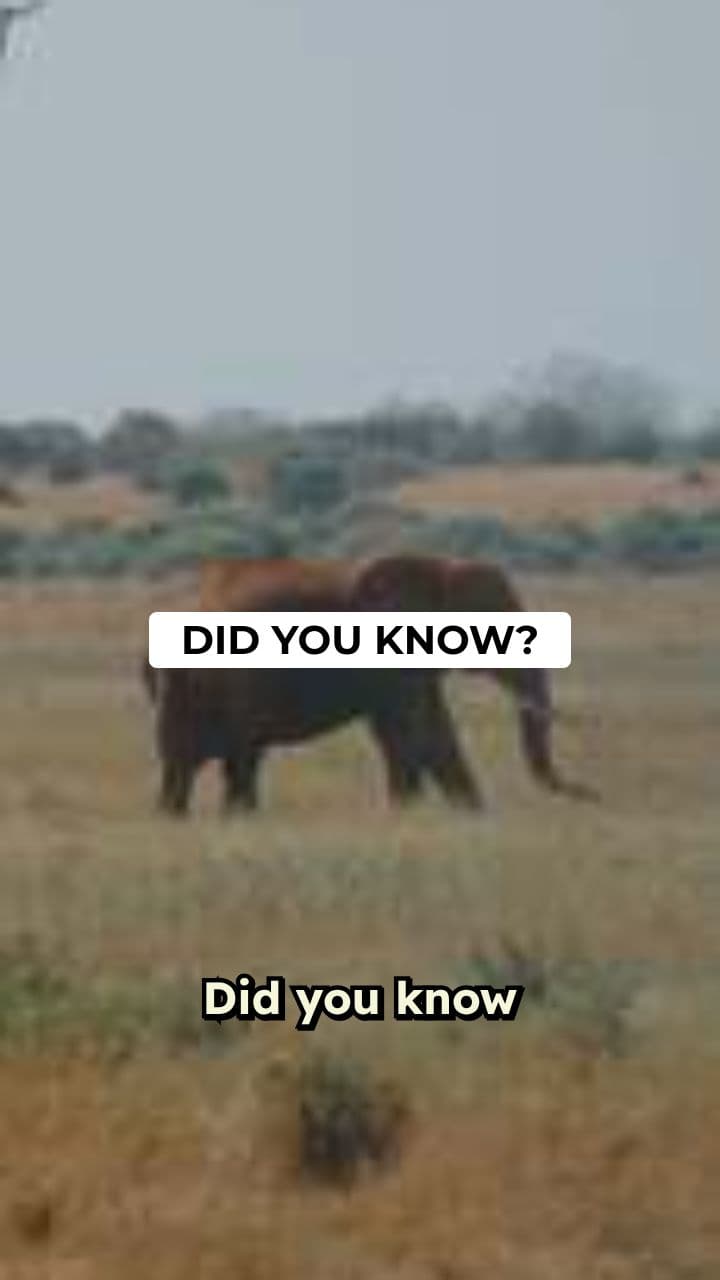 The Incredible World of Elephant Poop