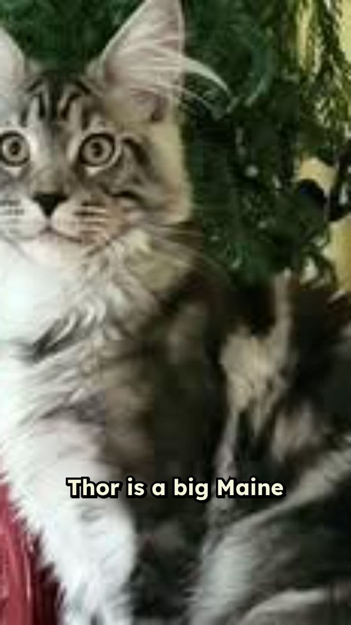 Thanksgiving Dinner: Siggy vs. Thor