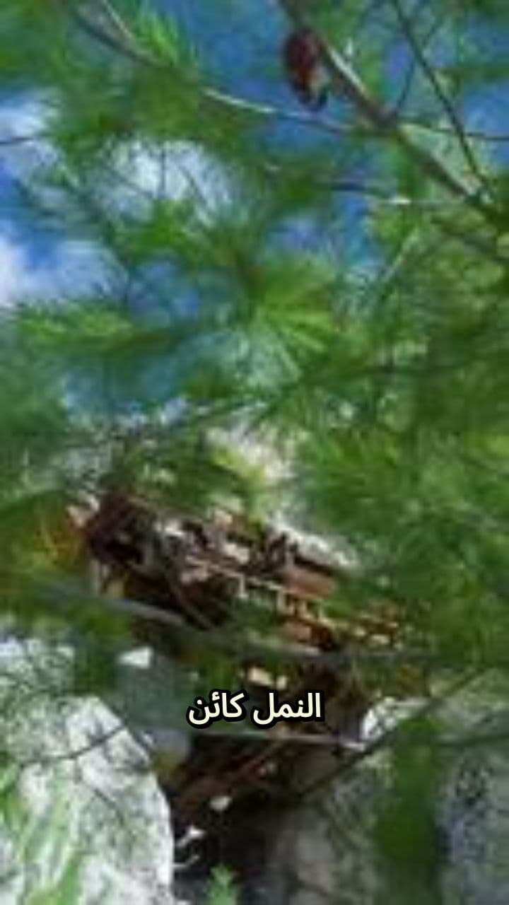 إعجاز النمل في القرآن الكريم