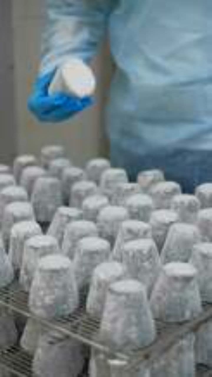 HACCP Training Country Song