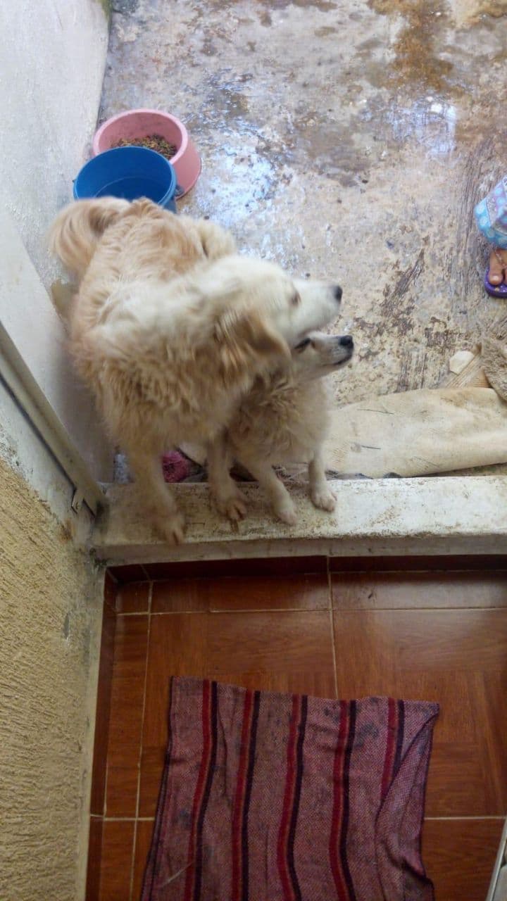 Estrella de pelo blanco