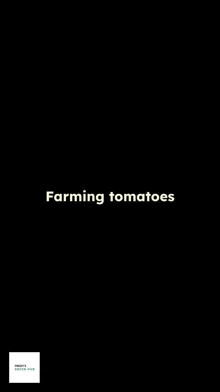 Revolutionizing Tomato Farming with AI Robotics