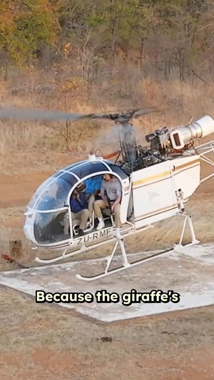 Vaccinating Giraffes From a Helicopter