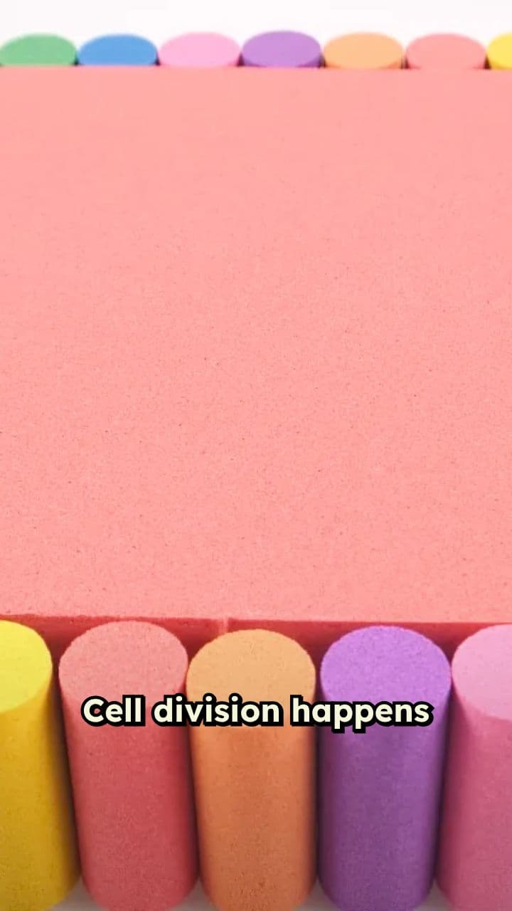 The Wonders of Mitosis