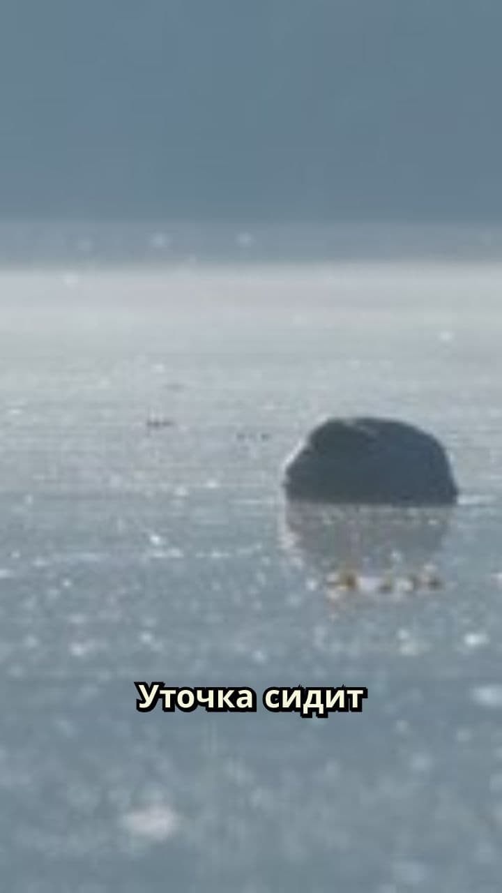 Спасение одинокой уточки