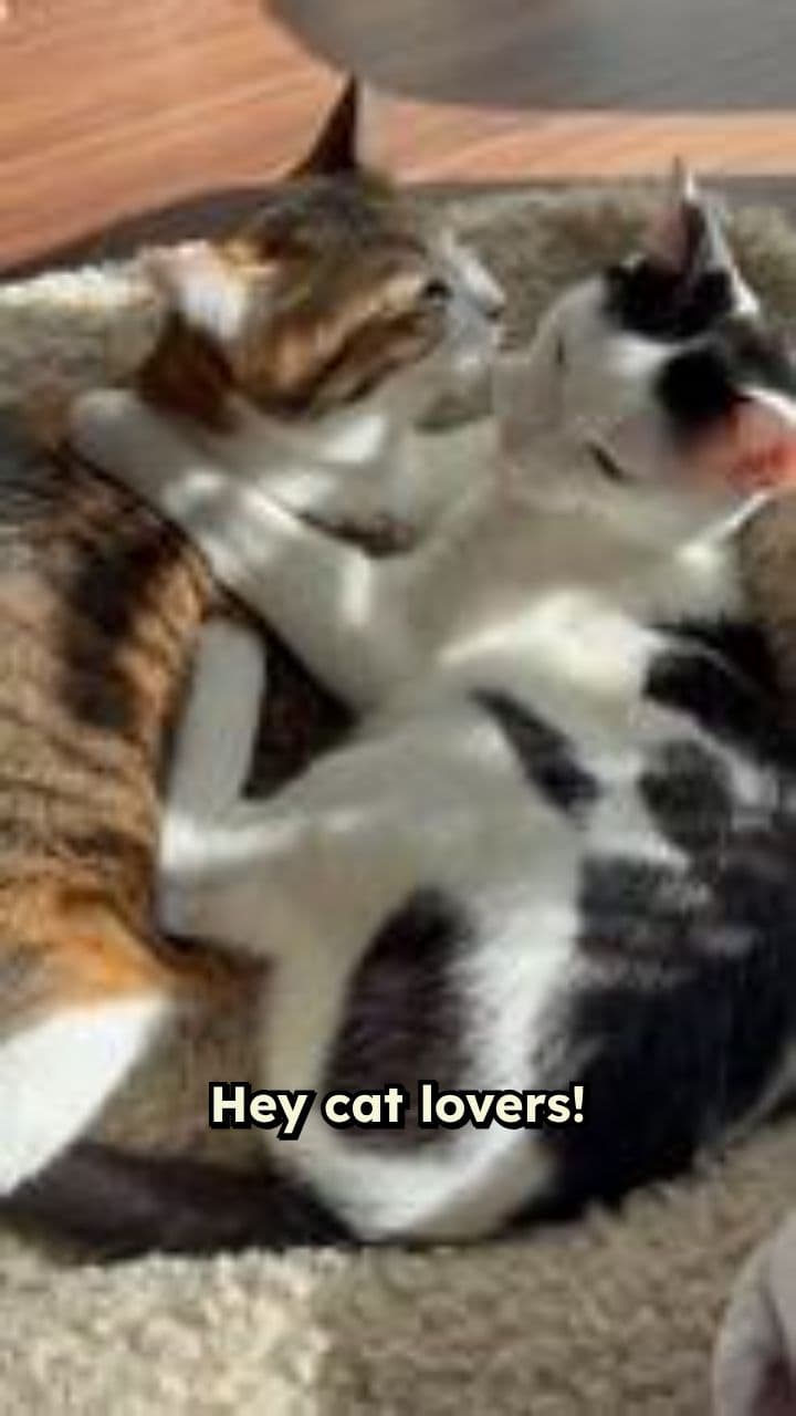 Purr-fectly Hilarious: The Ultimate Funny Cat Compilation!