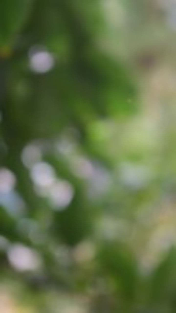 Custard Apple in Morning Light