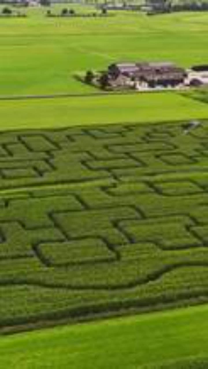 Lost in the Labyrinth of Life