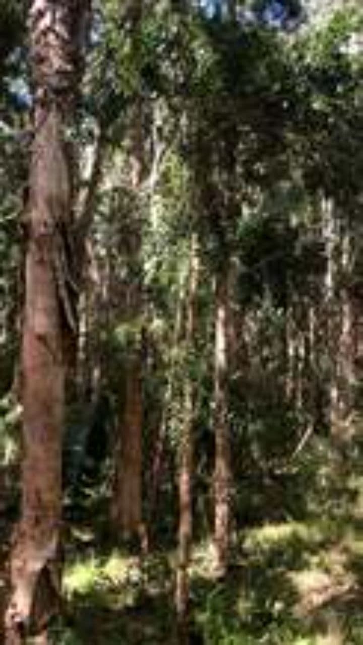 كثرو الغابة والفن المغربي