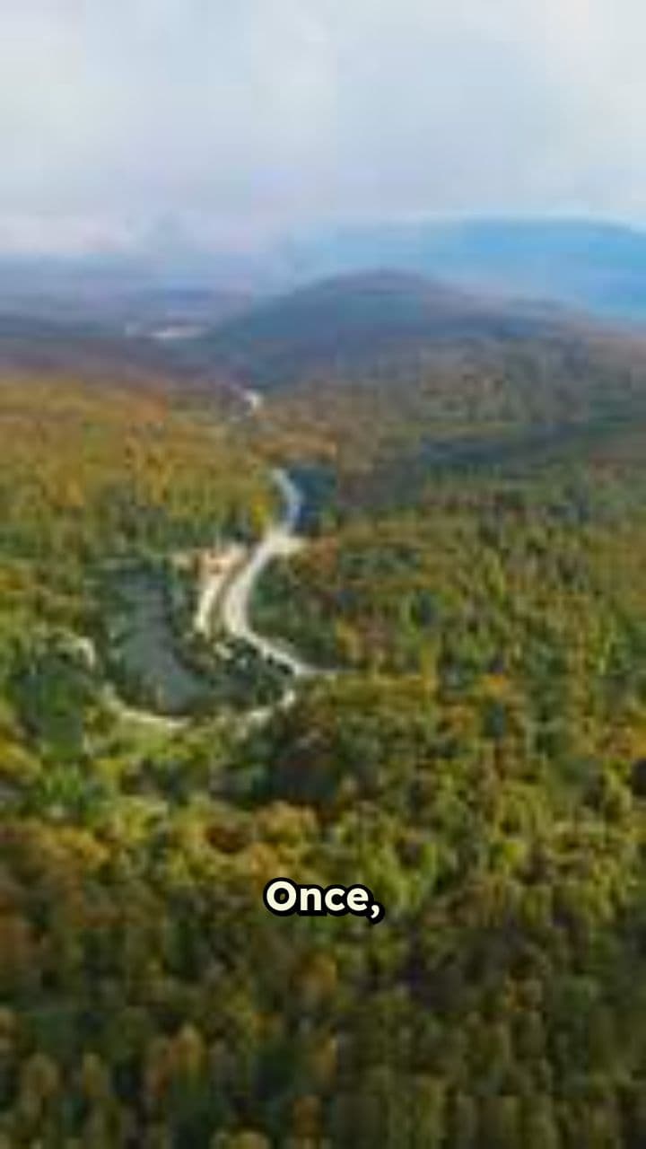 The Value of the Crooked Tree