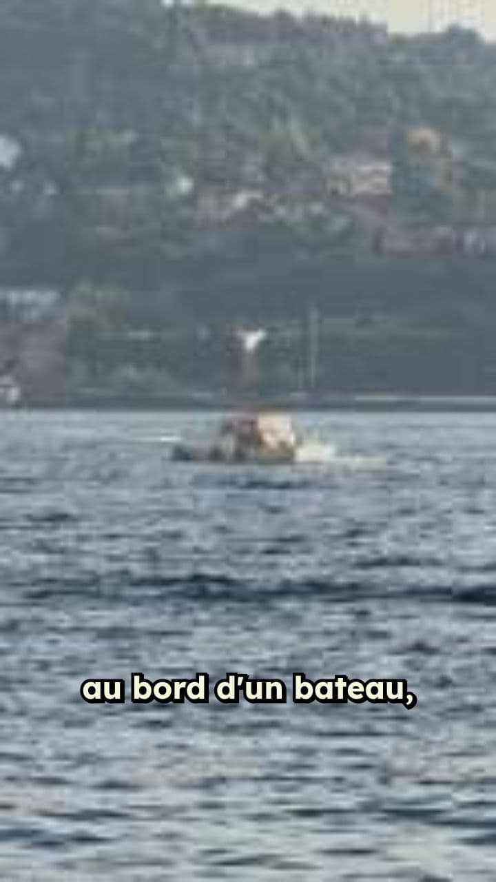 Rencontre inattendue avec une tortue