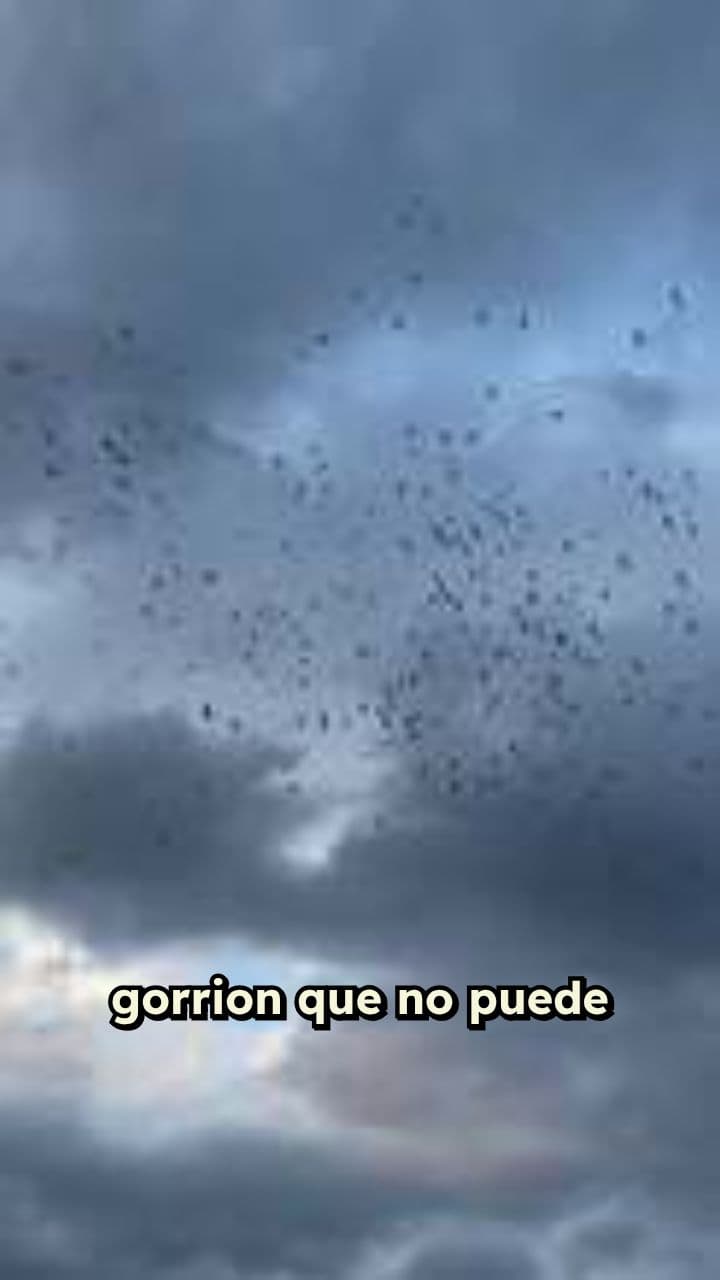 Gorrion con ala rota