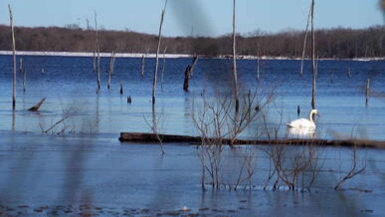 مثل قو، عاشق تا نفس آخر
