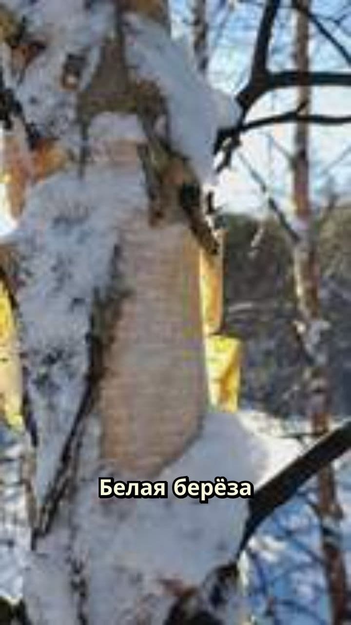Зимняя берёза