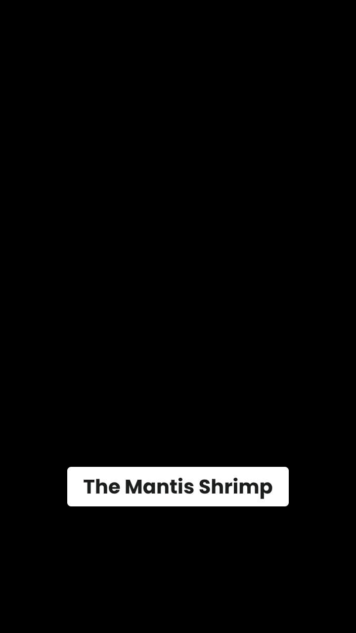 Mantis Shrimp: Bullet Punch Vision