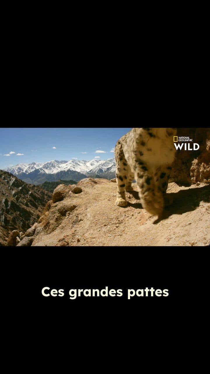 Les super-pouvoirs d'adaptation de la panthère des neiges