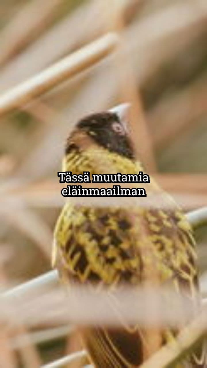 Erikoisia soidin- ja lisääntymistapoja eläinmaailmassa