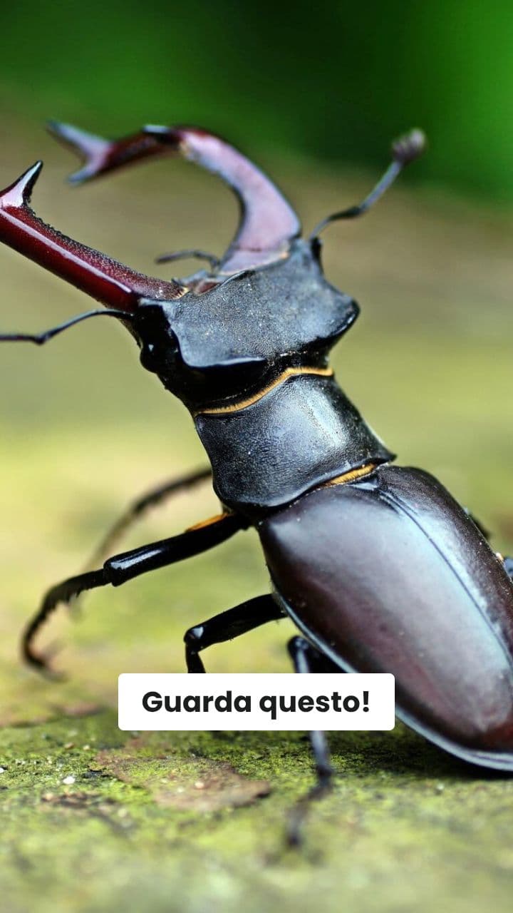 Scarafaggio di Fuego: Il Caos Incatenato!