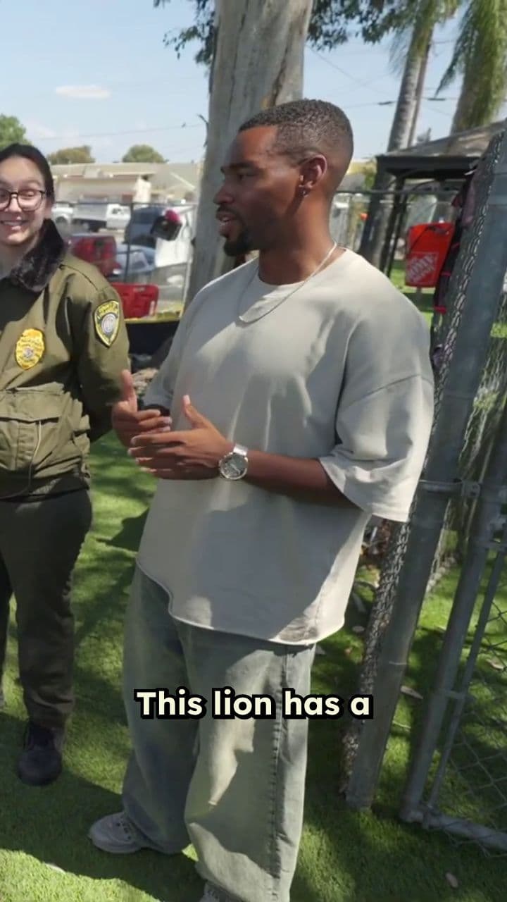 Life-Saving Lion Surgery