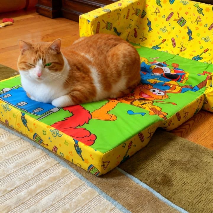 A Cat's Curious Daydream