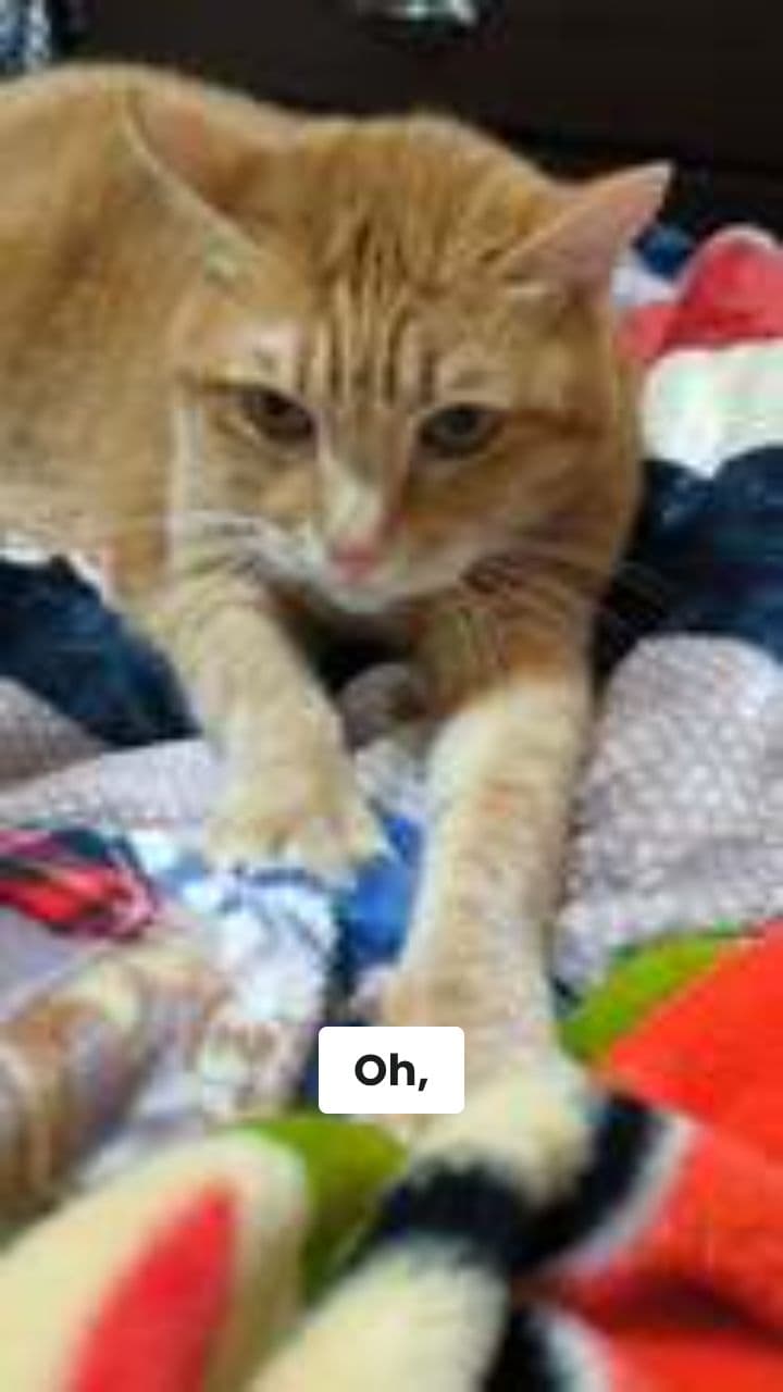 Gattopasta e il Grande Furto del Pesce