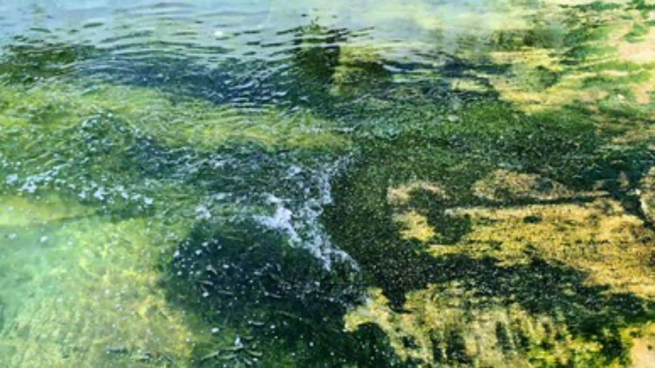 Let the Current Lead