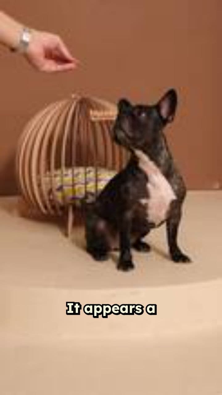 The Feathered Fiasco