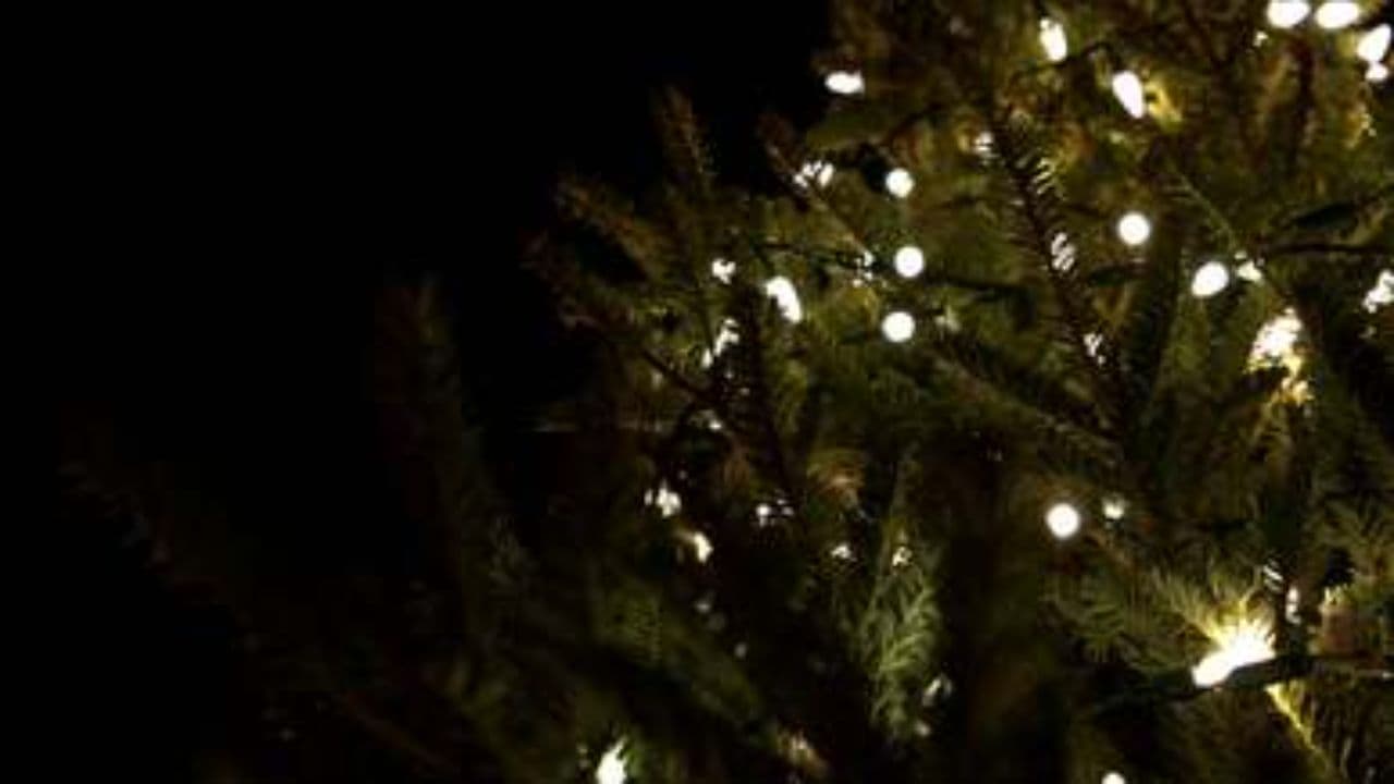 Christmas Lights Tonight