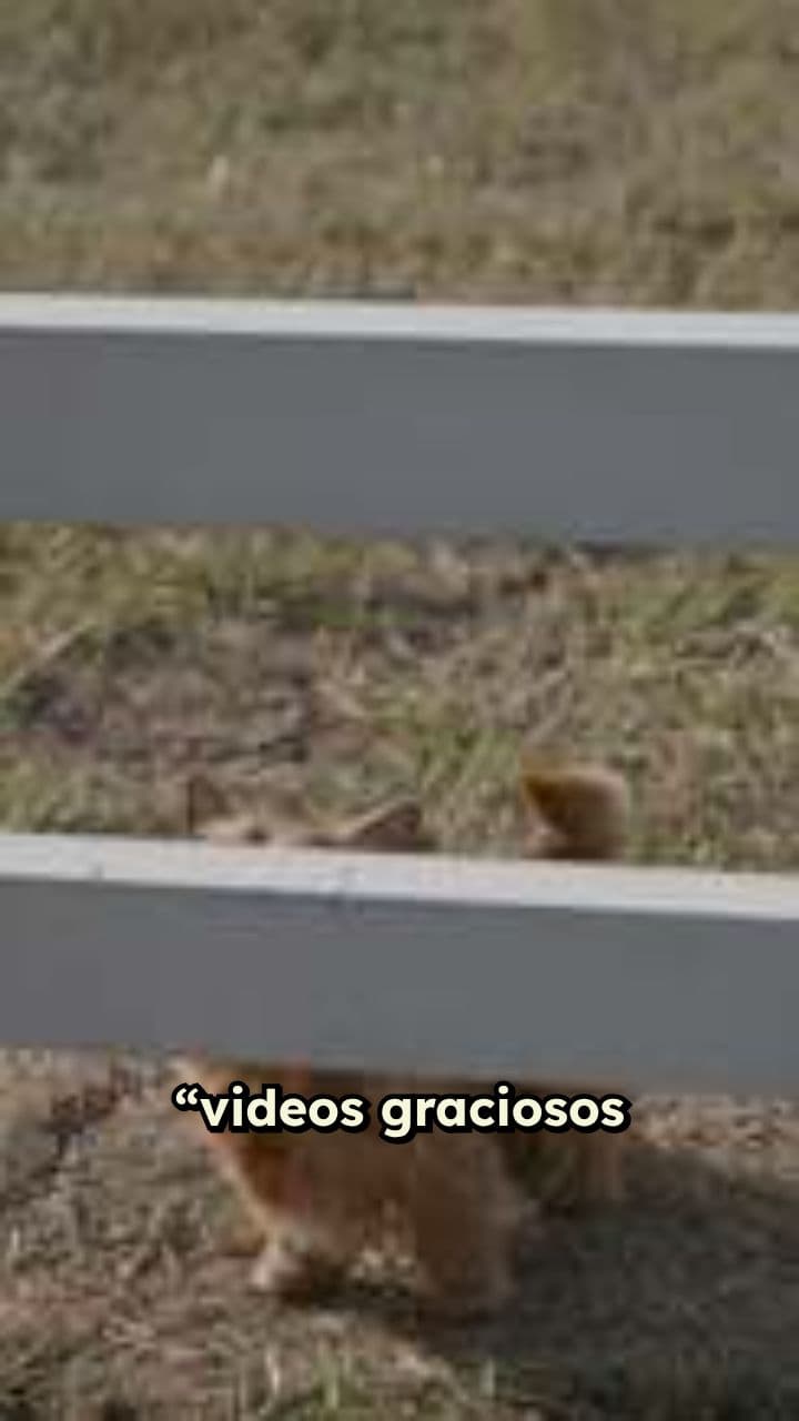 Perros Bailando y Divirtiendo