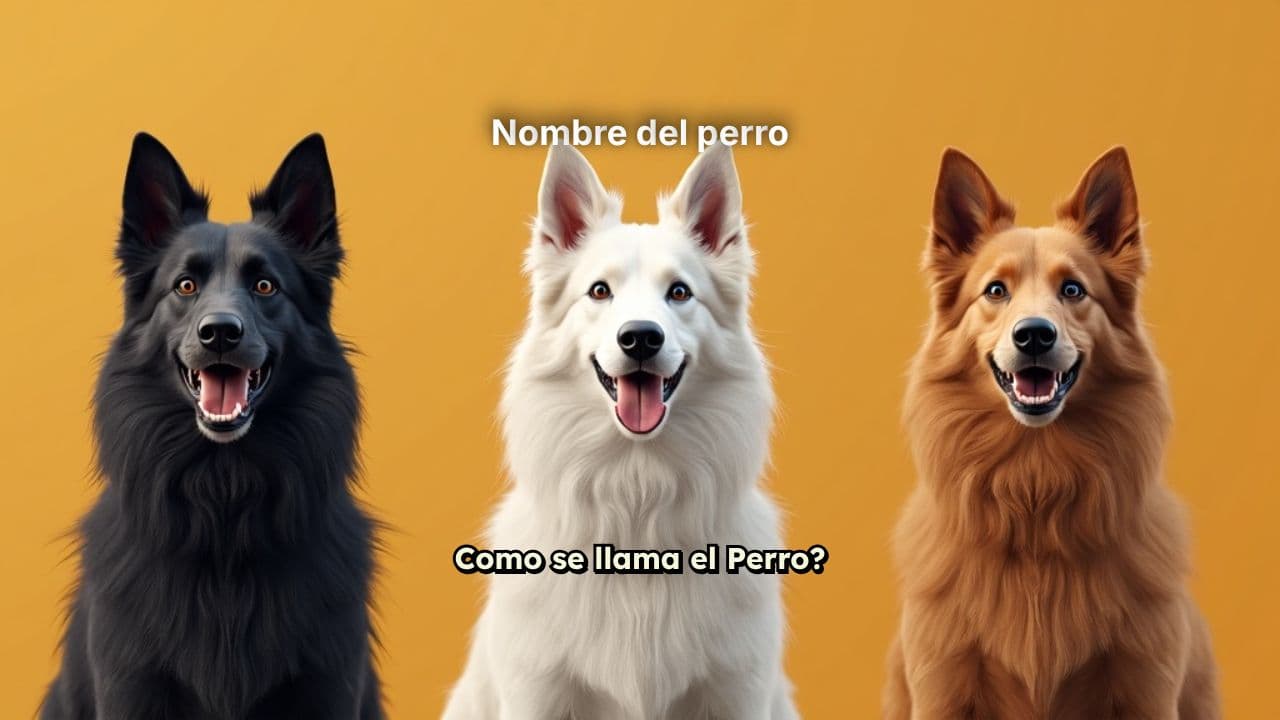 Nombre del perro