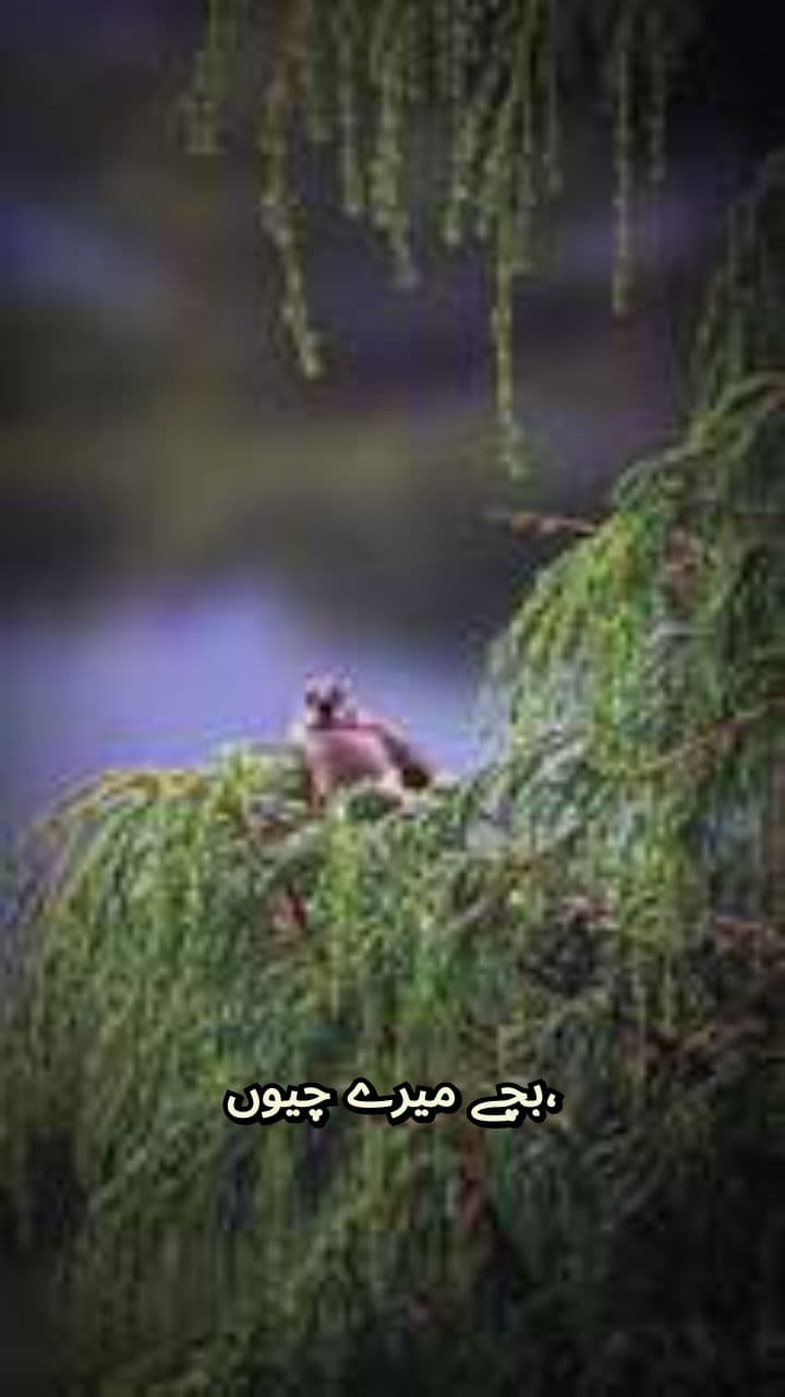 چھوٹے پروں کی اڑان