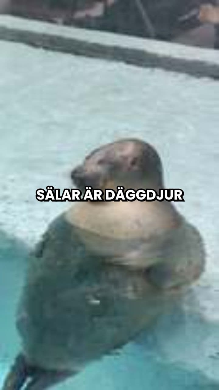 Sälar i havet och deras liv